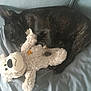 animal, ball, bed, bostonbull, bulldog, canine, couch, cushion, dog, football, frenchbulldog, furniture, homedecor, pet, plush, puppy, soccer, soccerball, teddybear, toy