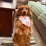 Clover And Meadow is registered to the contest to win money with this photo: dog, brown_dog, bandana, pet, indoor, living_room, carpet, furniture, sofa, table, cute, animal, fur, small_dog, looking, ears, floor, domestic, alert, companion