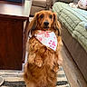 dog, brown_dog, bandana, pet, indoor, living_room, carpet, furniture, sofa, table, cute, animal, fur, small_dog, looking, ears, floor, domestic, alert, companion