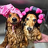 dog, pet, animal, costume, headgear, pink, cute, portrait, indoor, fur, expression, two_dogs, looking_at_camera, hands, holding, funny, curly_fur, brown, black, close_up