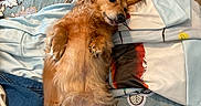 Clover And Meadow is registered to the contest to win money with this photo: dog, pet, lying_down, bed, blanket, clothing, carpet, indoor, relaxed, fur, cute, tongue_out, paw, animal, domestic, canine, resting, comfort, messy, casual