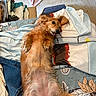 dog, pet, lying_down, bed, blanket, clothing, carpet, indoor, relaxed, fur, cute, tongue_out, paw, animal, domestic, canine, resting, comfort, messy, casual