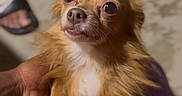 Coco is registered to the contest to win money with this photo: dog, small_dog, pet, cute, animal, closeup, brown_fur, white_chest, hand, person, floor, sandals, blurred_background, indoors, portrait, fur, eyes, nostrils, paw, holding