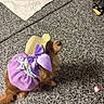 dog, small_dog, purple_dress, straw_hat, purple_bow, pet_clothing, indoor, floor, curious, sitting, brown_fur, cute, animal, looking_up, hat, ribbon, paper, red_object, speckled_floor, domestic_pet