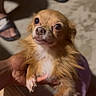 dog, small_dog, long_hair, golden_fur, pet, animal, cute, wide_eyes, looking_up, hand_holding, indoor, floor, sandals, person, paws, fur, close_up, expression, domestic_animal, companion