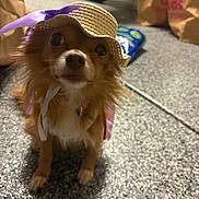 Coco joined the competition — help win amazing prizes! dog, small_dog, hat, straw_hat, purple_ribbon, pet, indoor, floor, grocery_bags, car_tire, curious, brown_fur, cute, animal, sitting, closeup, portrait, domestic, companion, casual