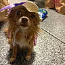 dog, small_dog, hat, straw_hat, purple_ribbon, pet, indoor, floor, grocery_bags, car_tire, curious, brown_fur, cute, animal, sitting, closeup, portrait, domestic, companion, casual