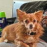 dog, small_dog, brown_dog, fluffy, pet, indoor, person, hand, phone, bottle, green_cap, fur, ears, lap, relaxed, looking_at_camera, curious, close_up, couch, casual