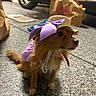 dog, small_dog, hat, purple_bow, purple_clothing, floor, paper_bags, car_door, indoor, pet, animal, brown_dog, accessory, cute, attentive, sitting, portrait, domestic, companion, garage