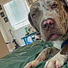 Jojo is registered to the contest to win money with this photo: animal, bed, blanket, brown, canine, dog, domestic_animal, floor, furniture, hand, human_hand, indoor, light, pet, relaxed, resting, room, vacuum_cleaner, white, window