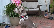 Jojo joined the competition — help win amazing prizes! animal, backyard, bench, brick_patio, collar, cushion, daylight, dog, fence, flowerpot, nature, outdoor, pet, pinwheel, plant, relaxing, side_view, sitting, tiki_torch, tree