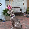 Jojo joined the competition — help win amazing prizes! dog, animal, pet, outdoor, brick_patio, plant, flowerpot, pinwheel, tiki_torch, bench, cushion, tree, fence, collar, sitting, side_view, daylight, nature, backyard, relaxing