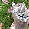 dog, grass, outdoor, pet, canine, blue_eyes, happy, spotted, collar, sandals, foot, nature, animal, playful, summer, relaxed, tongue, closeup, mammal, daylight