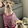 Jojo joined the competition — help win amazing prizes! dog, pet, indoor, couch, blanket, pink_jersey, leopard_print, french_bulldog, mixed_breed, canine, animal, fur, sitting, looking_at_camera, domestic, companion, cute, friendship, home, cozy