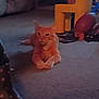 Monster joined the competition — help win amazing prizes! cat, orange_tabby, pet, indoor, carpet, toy, yellow_chair, football, paws, animal, feline, living_room, home_interior, low_light, cozy, cute, portrait, floor, sitting, domestic