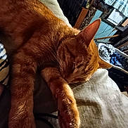 Monster is registered to the contest to win money with this photo: cat, ginger_cat, sleeping, paw, whiskers, fur, bed, blanket, pillow, laundry_basket, clothes, indoor, cozy, close_up, portrait, low_light, timestamp, furniture, shelf, ear