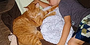 Monster joined the competition — help win amazing prizes! child, boy, sleeping, cat, ginger_cat, pet, nap, blanket, pillow, couch, living_room, cozy, fur, arm, hand, shorts, tshirt, indoor, close_up, companion