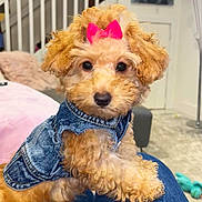 Lulu joined the competition — help win amazing prizes! dog, puppy, poodle, bow, denim_jacket, pet, cute, indoor, portrait, curly_fur, black_eyes, black_nose, sitting, lap, blanket, staircase, carpet, toy, human_leg, cozy