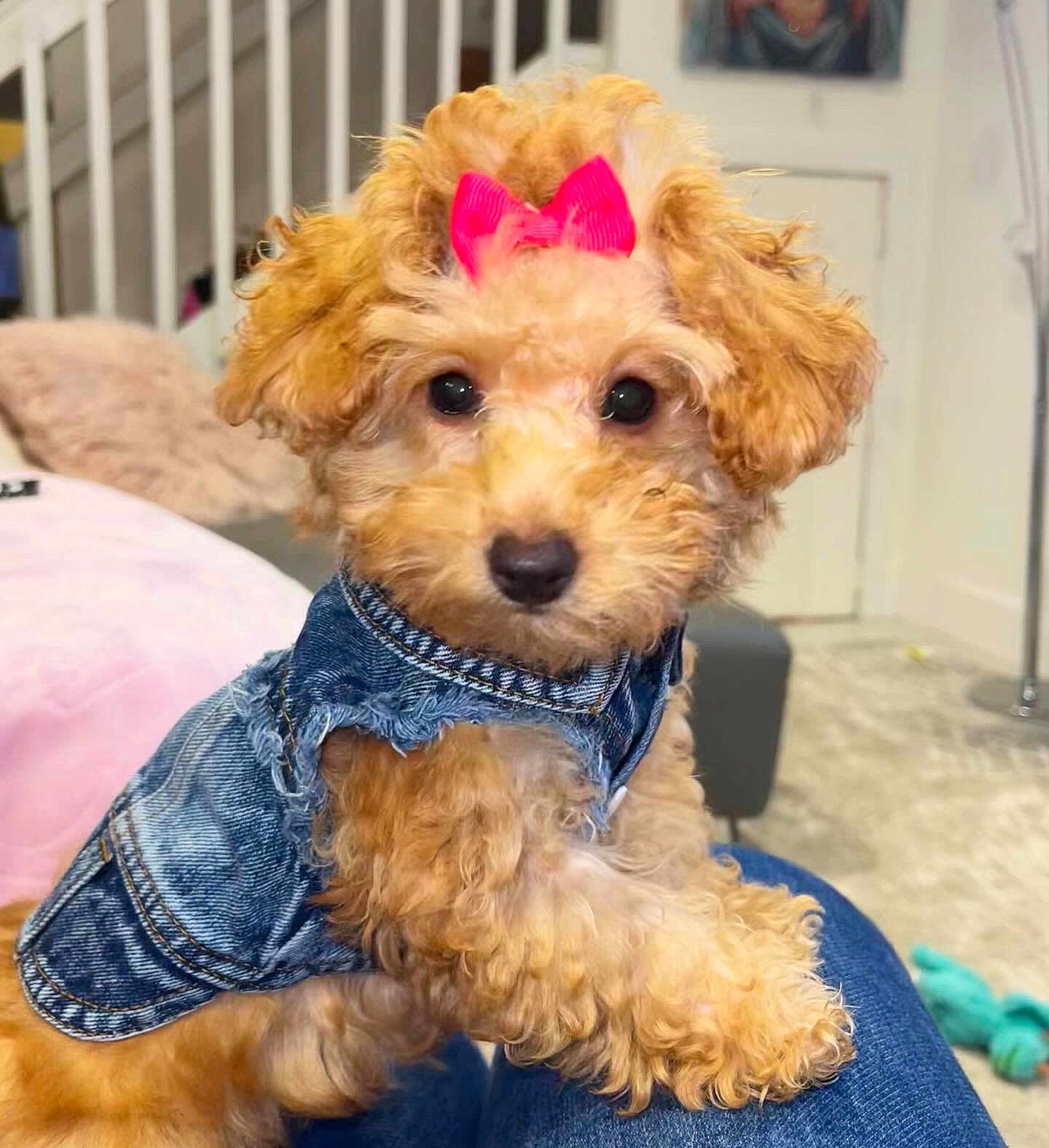 Lulu joined the competition — help win amazing prizes! dog, puppy, poodle, bow, denim_jacket, pet, cute, indoor, portrait, curly_fur, black_eyes, black_nose, sitting, lap, blanket, staircase, carpet, toy, human_leg, cozy