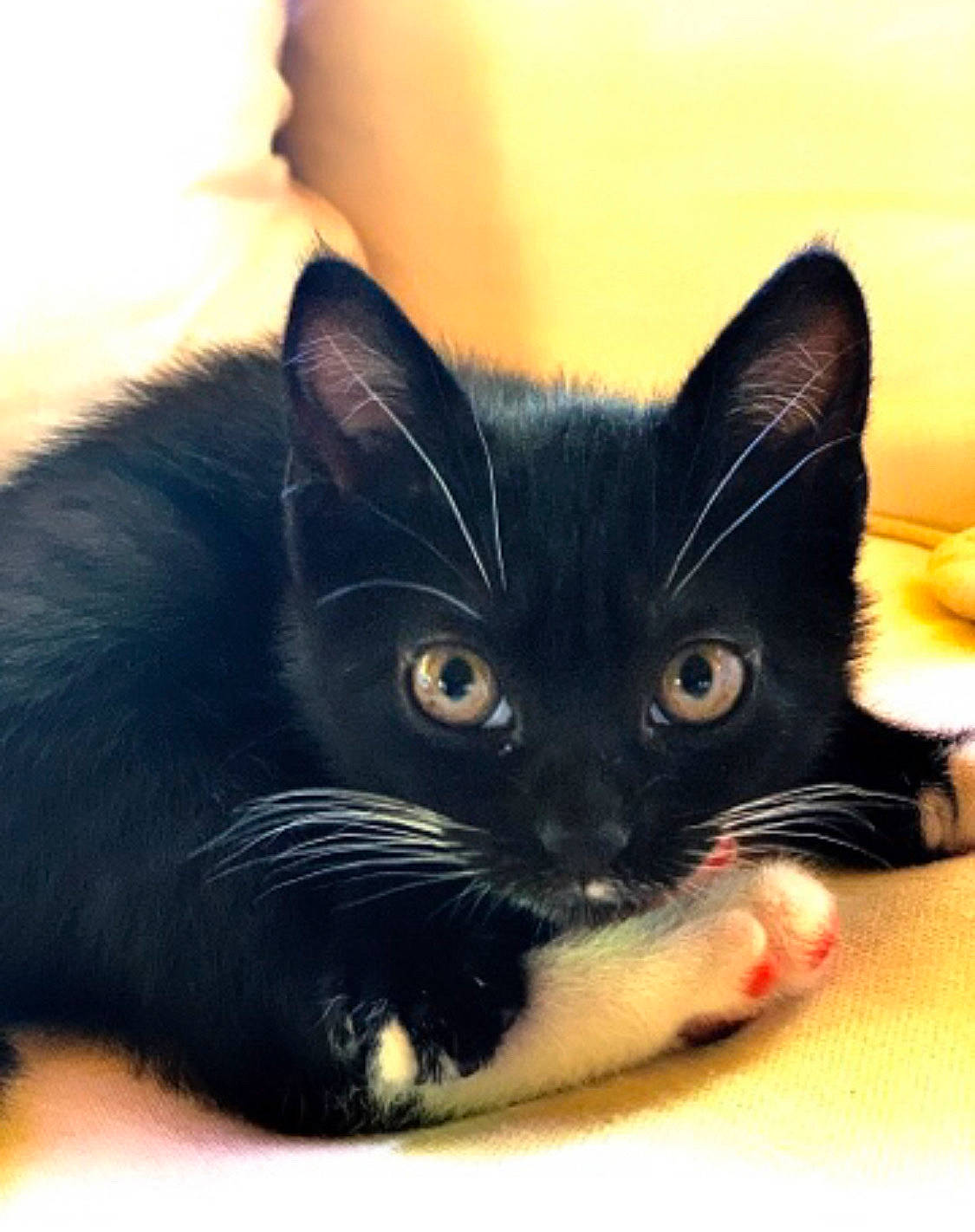 Gaia a rejoint le concours — aidez-le/la à gagner de superbes lots ! black_cat, carnivore, cat, claw, comfort, domestic_short_haired_cat, ear, electric_blue, felidae, foot, fur, gesture, head, iris, nose, paw, small_to_medium_sized_cats, snout, tail, whiskers