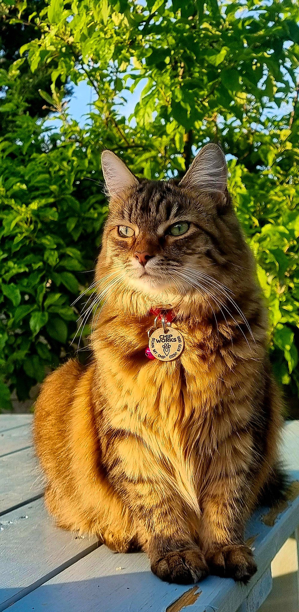 Lola is registered to the contest to win money with this photo: carnivore, cat, domestic_short_haired_cat, fawn, felidae, fur, grass, maine_coon, plant, small_to_medium_sized_cats, snout, tail, terrestrial_animal, tree, whiskers, wildlife, wood