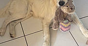 Vay a rejoint le concours — aidez-le/la à gagner de superbes lots ! animal, cute, dog, domestic_animal, floor_tiles, golden_retriever, home, indoor, laying_down, mammal, pet, pet_toy, playful, plush_toy, puppy, resting, tile_floor, toy, white_floor, young_dog