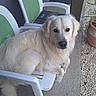Vay a rejoint le concours — aidez-le/la à gagner de superbes lots ! animal, calm, chair, concrete_floor, daylight, dog, domestic_animal, fur, golden_retriever, gravel, green_cushion, looking, outdoor, patio, pet, plastic_chair, potted_plant, relaxed, resting, white