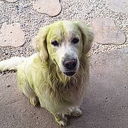 Vay participe au concours pour gagner de l'argent avec cette photo : animal, canine, companion, concrete, cute, daylight, dog, domestic_animal, friendly, golden_retriever, grass, gravel, green, looking_up, matted_fur, outdoor, pet, porch, sitting, stepping_stones