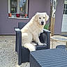 animal, backyard, canine, chair, daylight, decorations, dog, domestic, furniture, golden_retriever, gravel, leisure, outdoor, pet, plant, purple_wall, relaxed, sitting, table, window