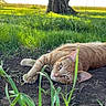 cat, orange_tabby, grass, tree, outdoor, nature, ground, relaxed, sunlight, animal, pet, feline, closeup, laying_down, greenery, daylight, wildlife, mammal, peaceful, portrait