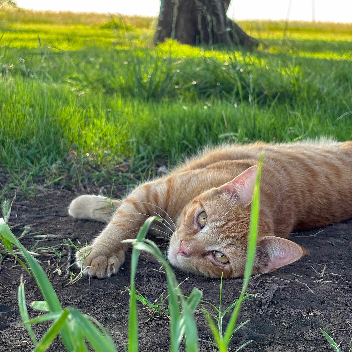 Sam joined the competition — help win amazing prizes! cat, orange_tabby, grass, tree, outdoor, nature, ground, relaxed, sunlight, animal, pet, feline, closeup, laying_down, greenery, daylight, wildlife, mammal, peaceful, portrait