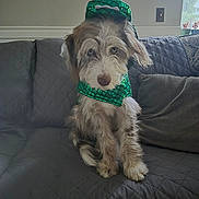 Roo is registered to the contest to win money with this photo: dog, costume, snake_costume, green, quilted_couch, pet, indoor, furry, animal, canine, seated, cute, decor, window, pillow, gray, fur, pet_costume, living_room, sitting