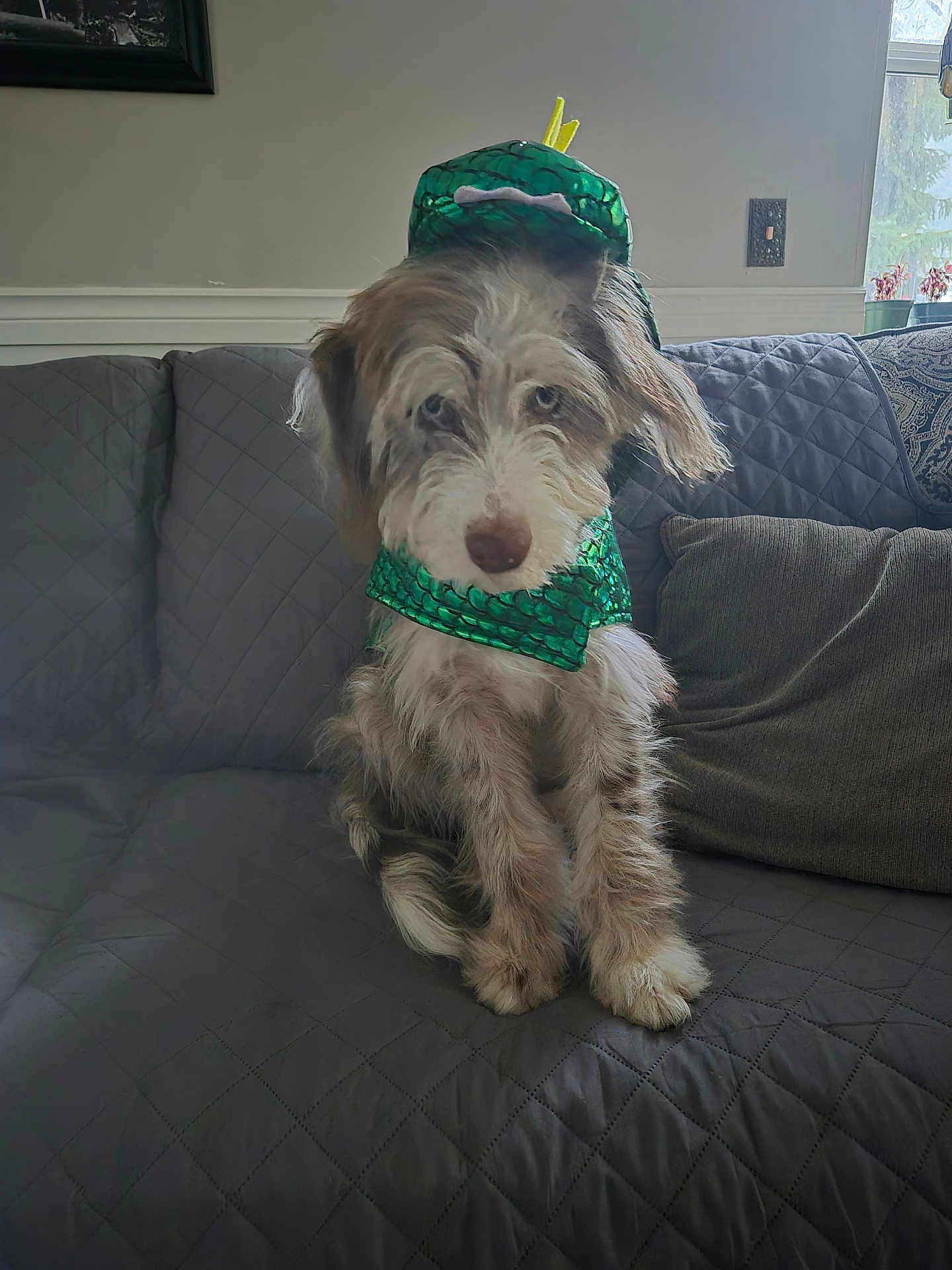 Roo is registered to the contest to win money with this photo: dog, costume, snake_costume, green, quilted_couch, pet, indoor, furry, animal, canine, seated, cute, decor, window, pillow, gray, fur, pet_costume, living_room, sitting