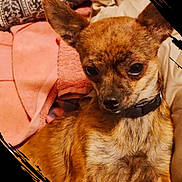Henna joined the competition — help win amazing prizes! dog, small_dog, brown_dog, pet, animal, collar, ears, blanket, fabric, pattern, cozy, indoor, cute, fur, portrait, looking_away, soft_texture, home, resting, closeup