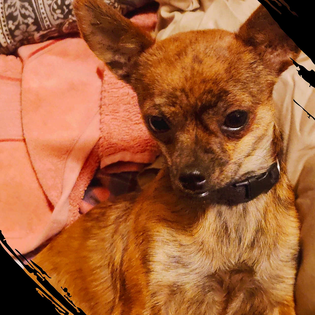 Henna joined the competition — help win amazing prizes! dog, small_dog, brown_dog, pet, animal, collar, ears, blanket, fabric, pattern, cozy, indoor, cute, fur, portrait, looking_away, soft_texture, home, resting, closeup