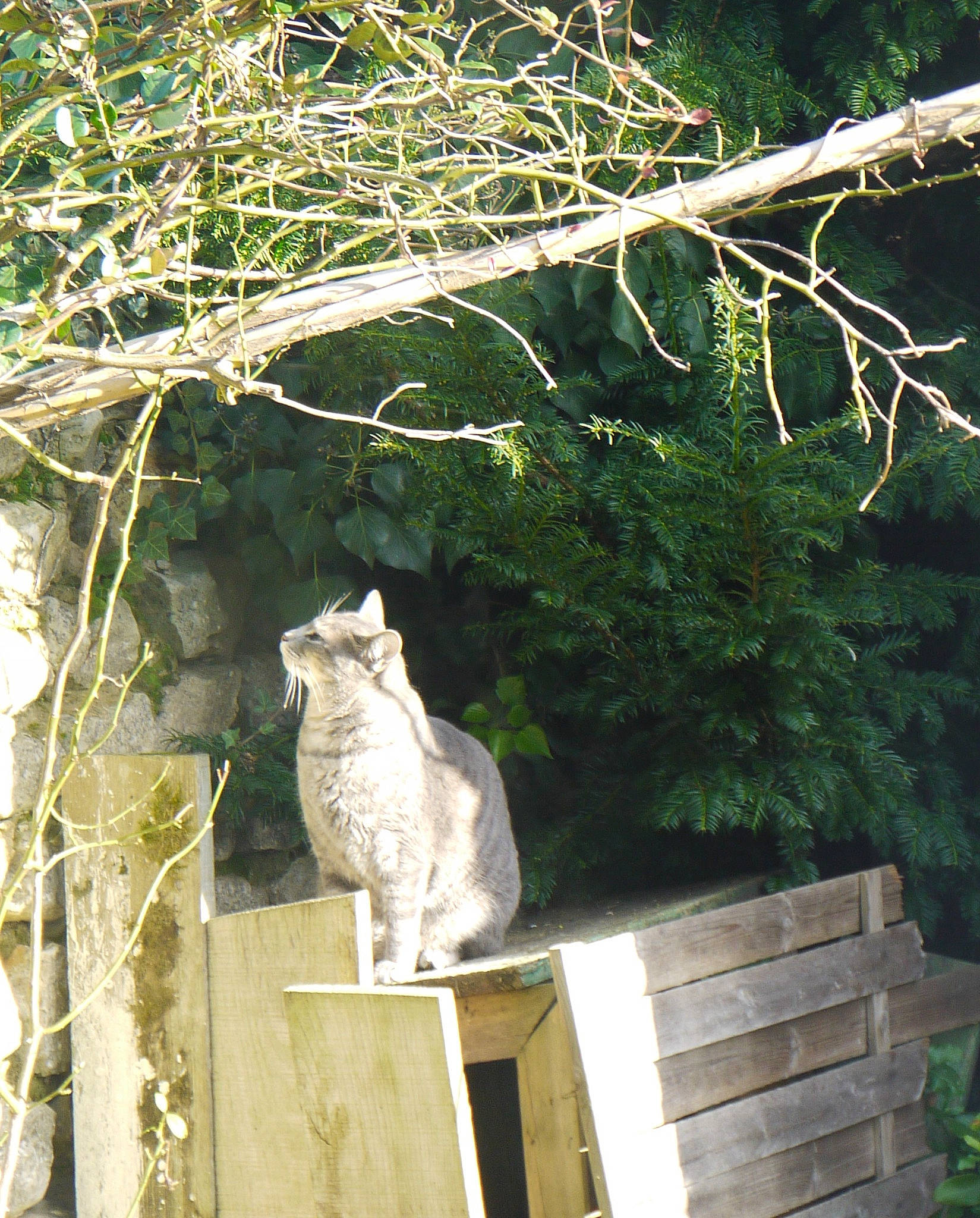 Olie participe au concours pour gagner de l'argent avec cette photo : bobcat, branch, carnivore, cat, domestic_short_haired_cat, felidae, fur, lynx, mammal, small_to_medium_sized_cats, tail, terrestrial_animal, twig, whiskers