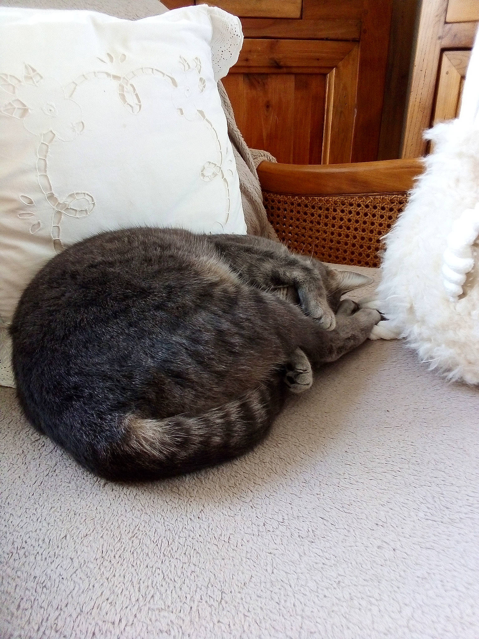 Olie participe au concours pour gagner de l'argent avec cette photo : bedding, bedroom, cabinetry, carnivore, cat, comfort, cushion, door, felidae, flooring, fur, grey, home, home_accessories, linens, pillow, room, small_to_medium_sized_cats, textile, throw_pillow
