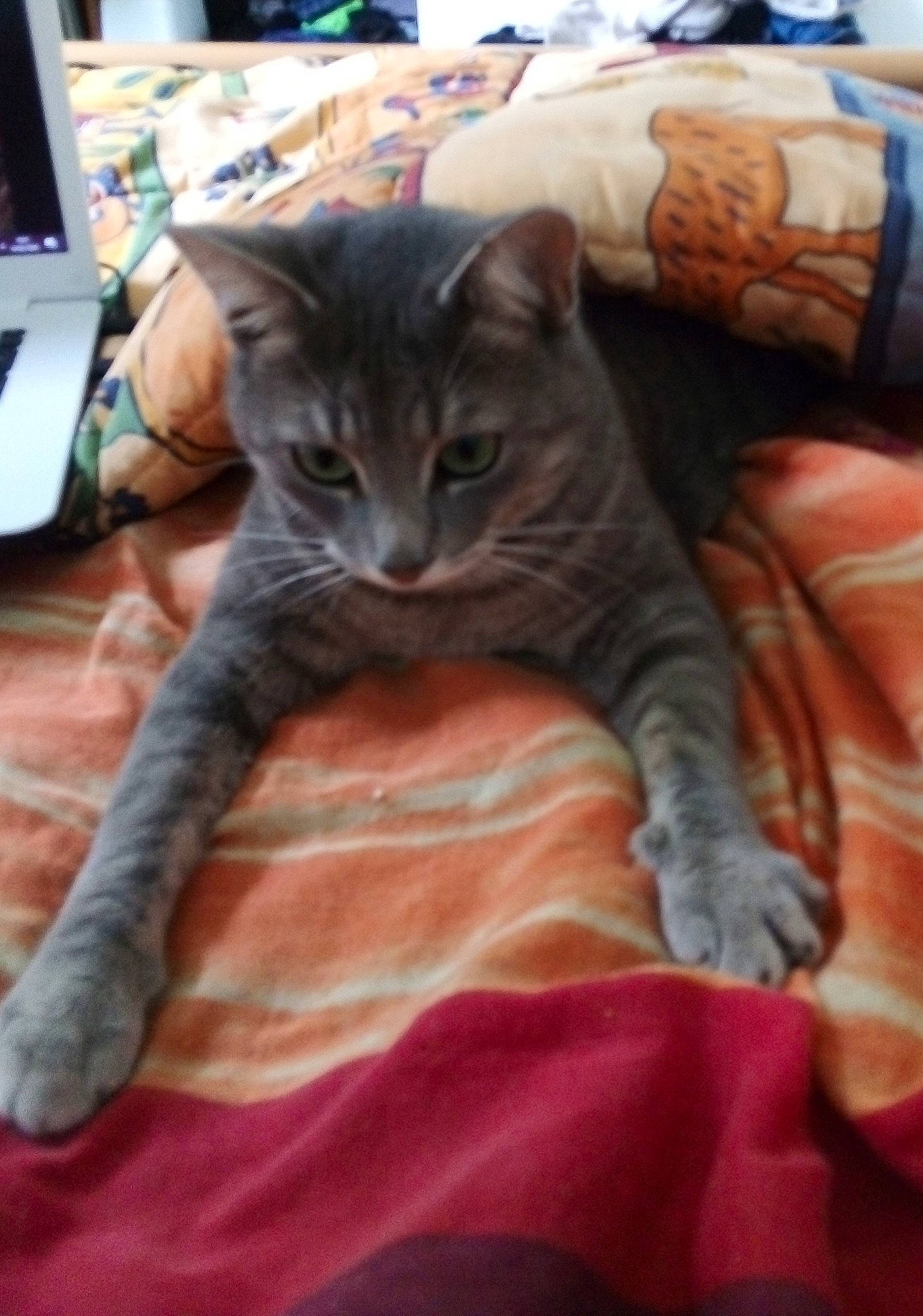 Olie participe au concours pour gagner de l'argent avec cette photo : carnivore, carpet, cat, comfort, domestic_short_haired_cat, felidae, fur, home_appliance, linens, small_to_medium_sized_cats, tail, vertebrate, whiskers