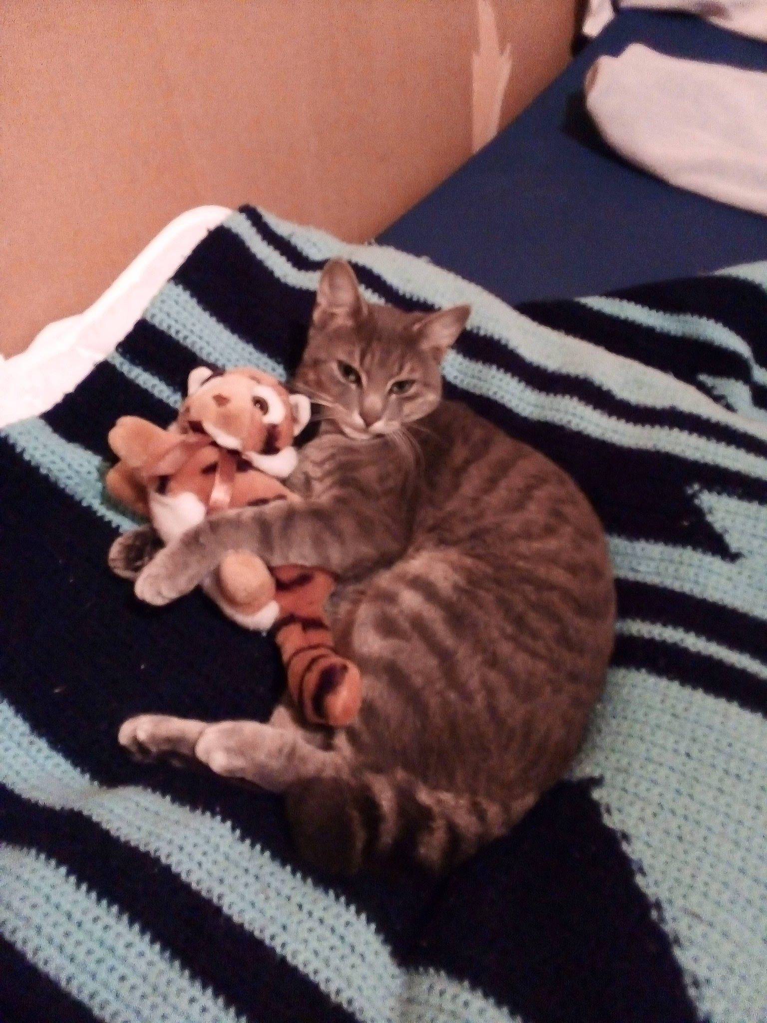 Olie a rejoint le concours — aidez-le/la à gagner de superbes lots ! blanket, carnivore, cat, comfort, craft, creative_arts, felidae, fur, knitting, linens, orange, paw, small_to_medium_sized_cats, tail, textile, vertebrate, whiskers, wool, woolen, woven_fabric