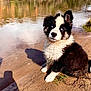 Taïgo participe au concours pour gagner de l'argent avec cette photo : puppy, dog, black_and_white, blue_eyes, sand, river, water, outdoor, nature, grass, trees, reflection, cute, pet, animal, young, sitting, curious, innocent, sunlight