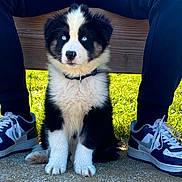 Taïgo participe au concours pour gagner de l'argent avec cette photo : puppy, dog, blue_eyes, black_and_white, fur, sitting, grass, bench, person, pants, sneakers, outdoor, sunlight, cute, pet, animal, young, collar, paws, nature