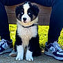 puppy, dog, blue_eyes, black_and_white, fur, sitting, grass, bench, person, pants, sneakers, outdoor, sunlight, cute, pet, animal, young, collar, paws, nature