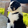 Taïgo a rejoint le concours — aidez-le/la à gagner de superbes lots ! puppy, dog, black_and_white, blue_eyes, fluffy, sitting, outdoor, bench, grass, sunlight, collar, pet, young_dog, nature, park, cute, animal, fur, side_view, daytime