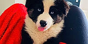 Taïgo participe au concours pour gagner de l'argent avec cette photo : puppy, dog, black_and_white, blue_eyes, tongue_out, blanket, red_blanket, indoor, cute, fluffy, pet, animal, young_dog, cozy, lying_down, front_paws, furry, companion, domestic_animal, relaxed