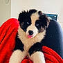 puppy, dog, black_and_white, blue_eyes, tongue_out, blanket, red_blanket, indoor, cute, fluffy, pet, animal, young_dog, cozy, lying_down, front_paws, furry, companion, domestic_animal, relaxed