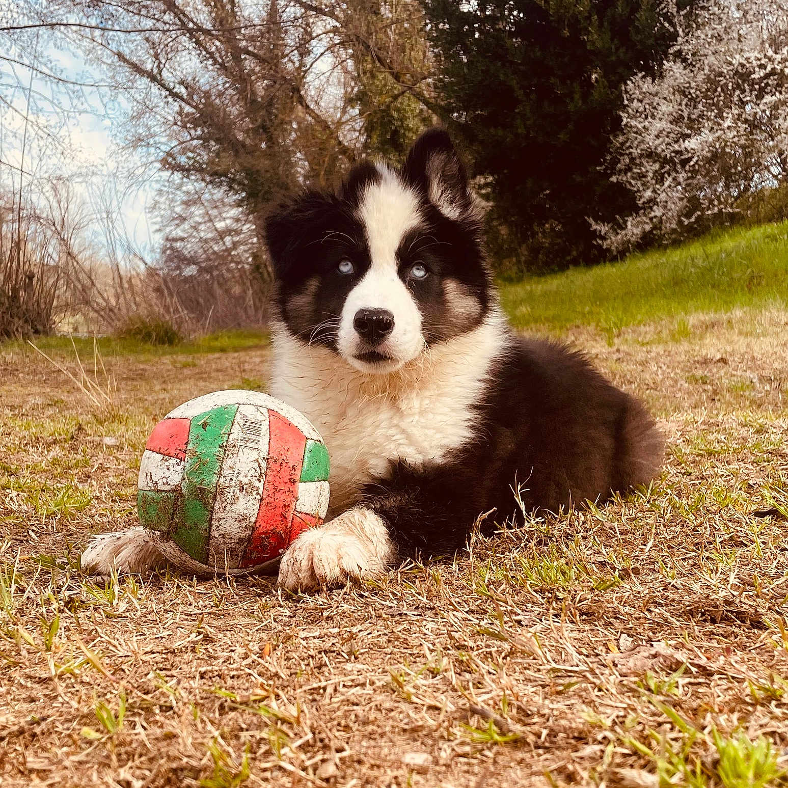 Taïgo a rejoint le concours — aidez-le/la à gagner de superbes lots ! animal, black_and_white, blue_eyes, cute, daylight, dog, field, fluffy, grass, grassland, lying_down, nature, outdoor, pet, playing, puppy, spring, trees, volleyball, young_dog
