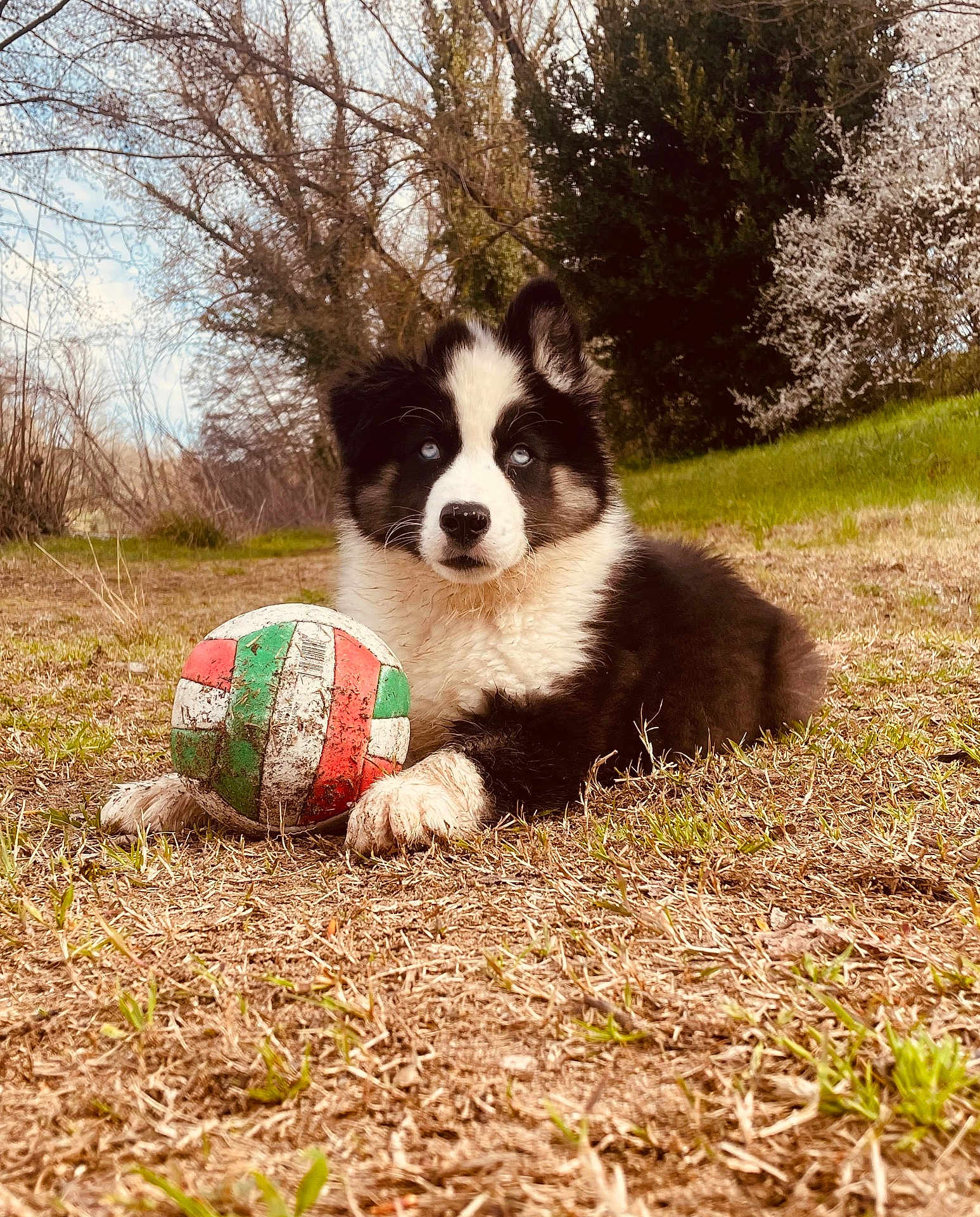 Taïgo a rejoint le concours — aidez-le/la à gagner de superbes lots ! animal, black_and_white, blue_eyes, cute, daylight, dog, field, fluffy, grass, grassland, lying_down, nature, outdoor, pet, playing, puppy, spring, trees, volleyball, young_dog