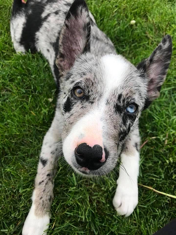 Charlie is registered to the contest to win money with this photo: australian_collie, border_collie, canidae, carnivore, dog, dog_breed, grass, herding_dog, koolie, mammal, rare_breed_dog, snout, texas_heeler, vertebrate