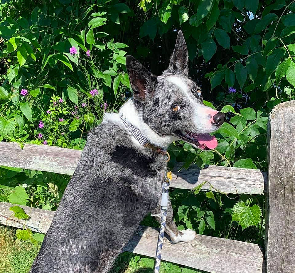 Charlie joined the competition — help win amazing prizes! australian_cattle_dog, australian_stumpy_tail_cattle_dog, canidae, carnivore, dog, dog_breed, koolie, mammal, rare_breed_dog, texas_heeler, vertebrate, working_dog