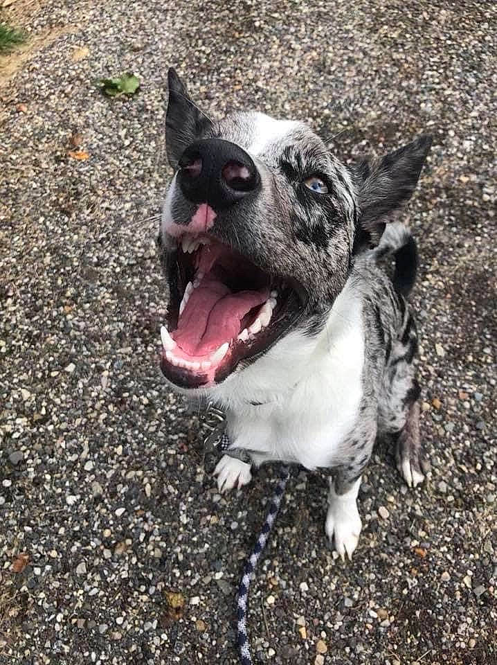 Charlie is registered to the contest to win money with this photo: american_staffordshire_terrier, australian_cattle_dog, canidae, carnivore, catahoula_bulldog, dog, dog_breed, fawn, mammal, non_sporting_group, pit_bull, snout, texas_heeler, vertebrate